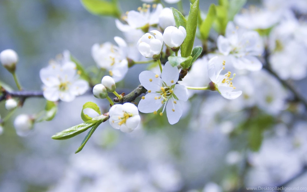 Nature Flowers
