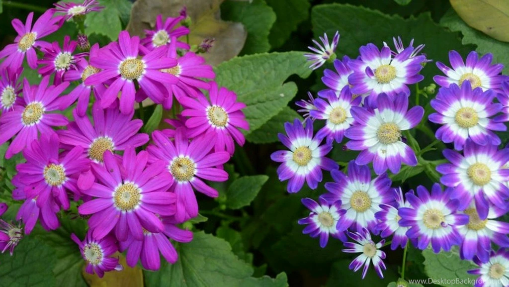 Natural Flowers Typta.com