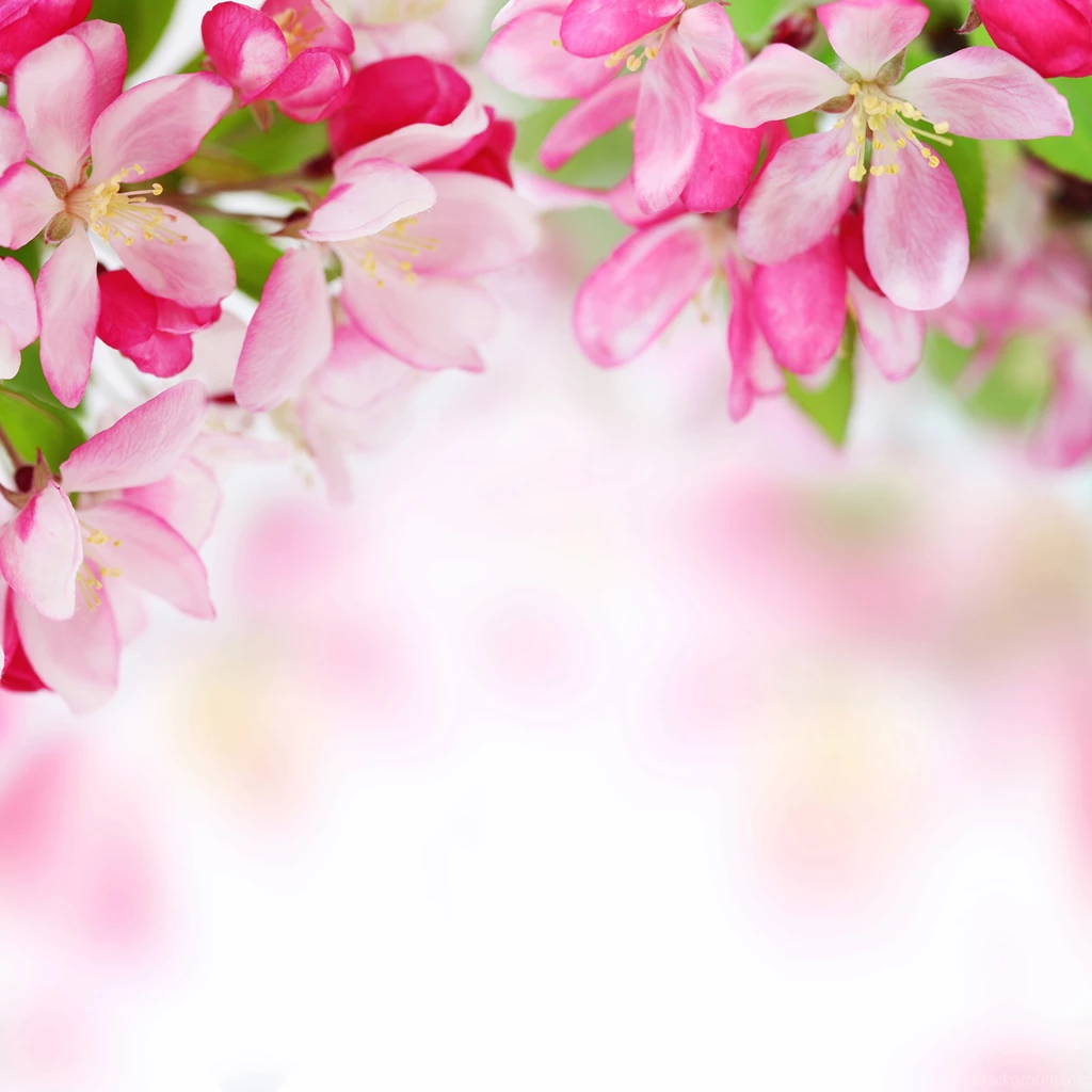 Pink_Spring_Background.jpg?m=1399676400