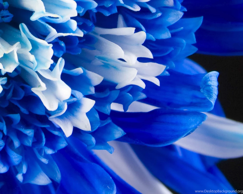 Blue Flowers Wallpapers High Quality