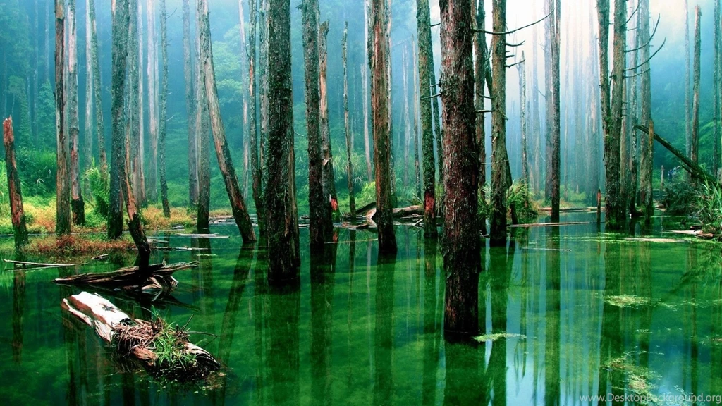 Amazon Rainforest Wallpapers Wallpapers Cave