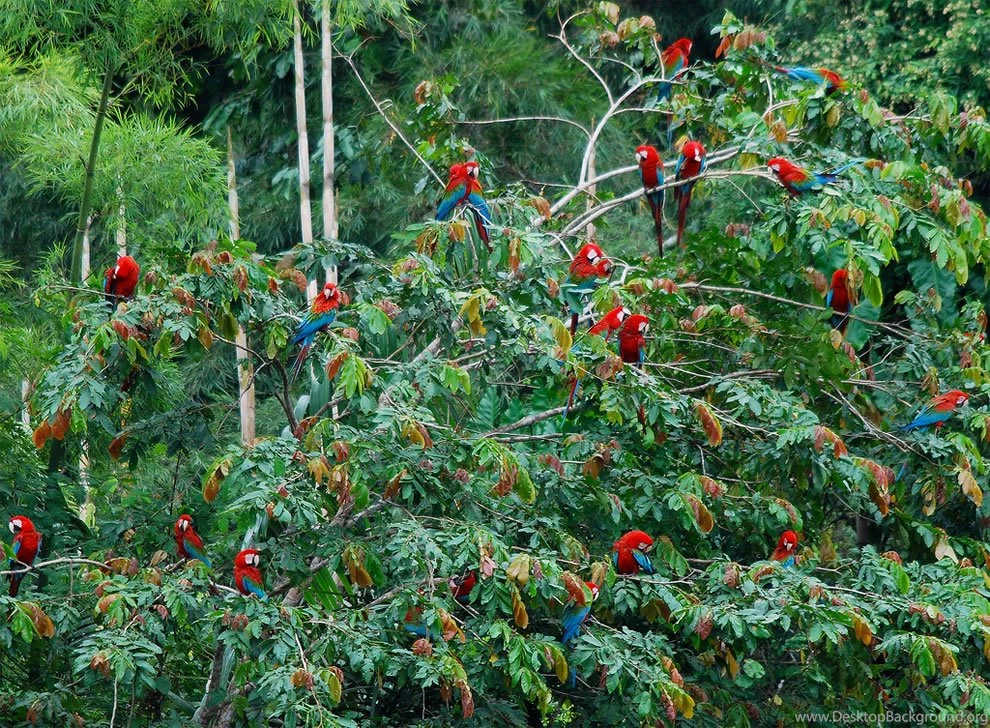 Amazing Amazonia: Amazon Rainforest [46 Pics]