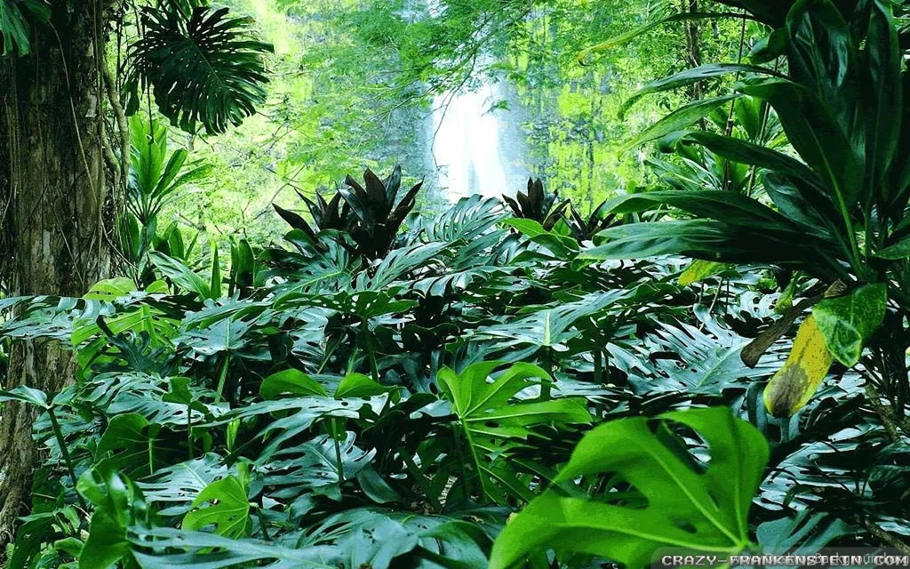 Summer Forest Wallpapers Crazy Frankenstein