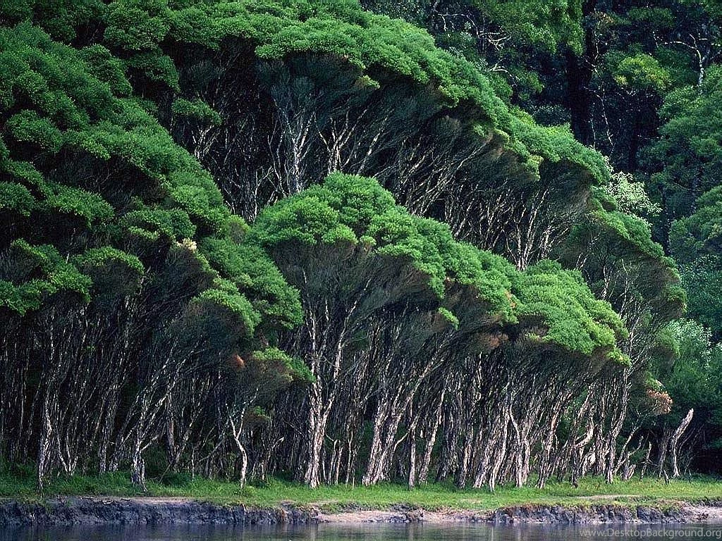 Browse Wallpapers By Hutan Category