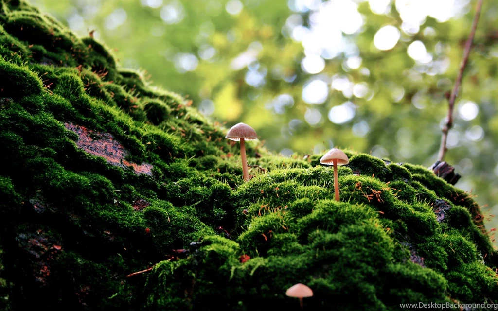 Amazon Forest Wallpapers Hd Wallpapers