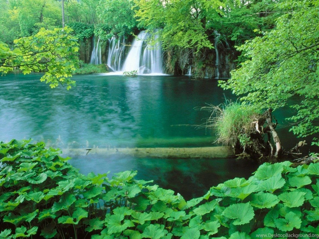 Amazon Rainforest Facts, Animals & Beautiful Green Jungle