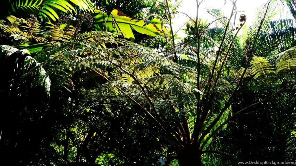 South America Wallpapers HD 1366x768