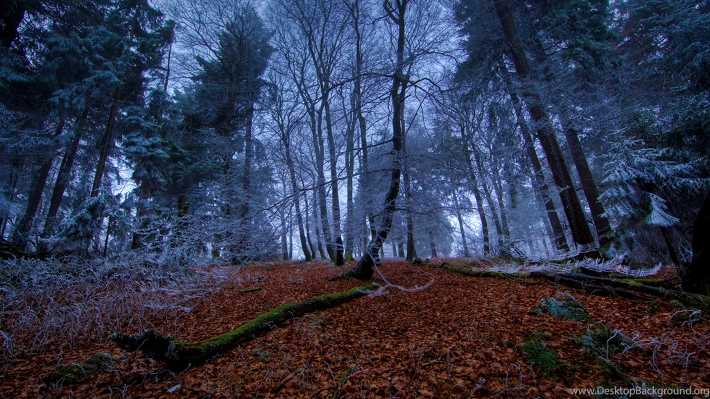 Amazon Forest Wallpapers Cool Wallpapers