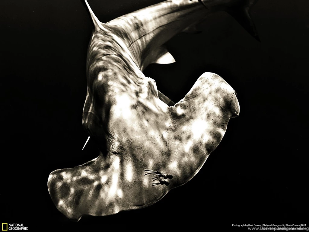 Nature Week 6 Wallpapers National Geographic Photo Contest 2011 ...