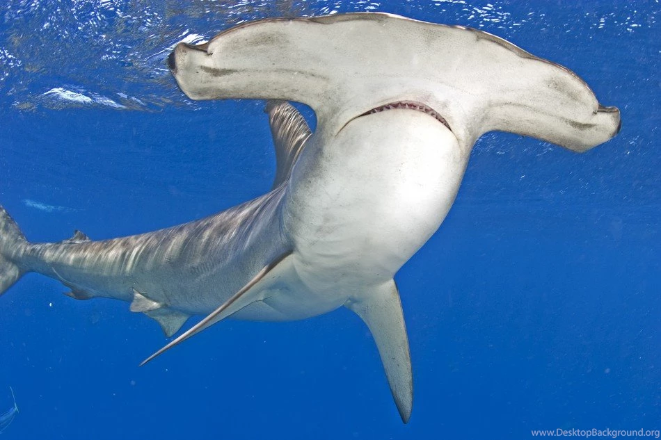 Hammerhead Shark HD Wallpaper Download Free HD Wallpapers ...