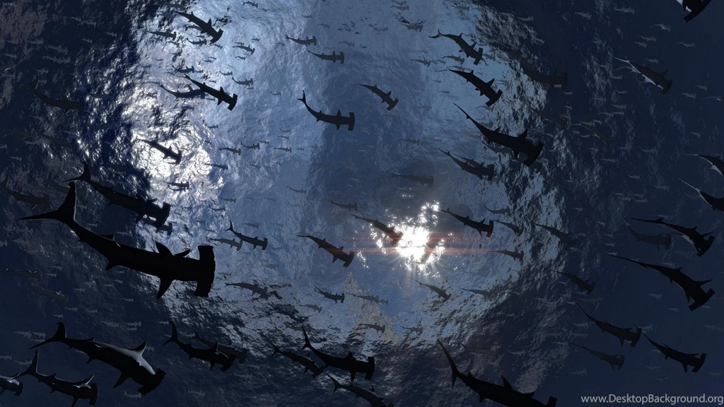 Hammerhead >> HD Wallpaper, Get It Now!