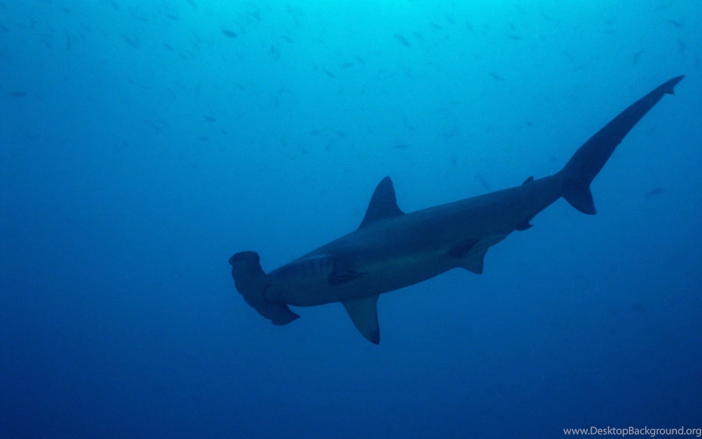 Hammerhead Shark Wallpapers