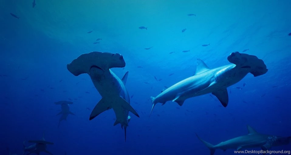 Bing Wallpapers Archive