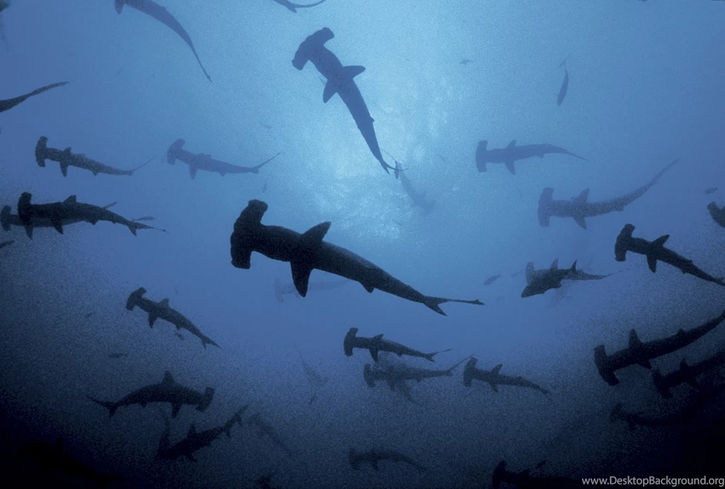 The Pictures For > School Of Hammerhead Sharks Wallpapers