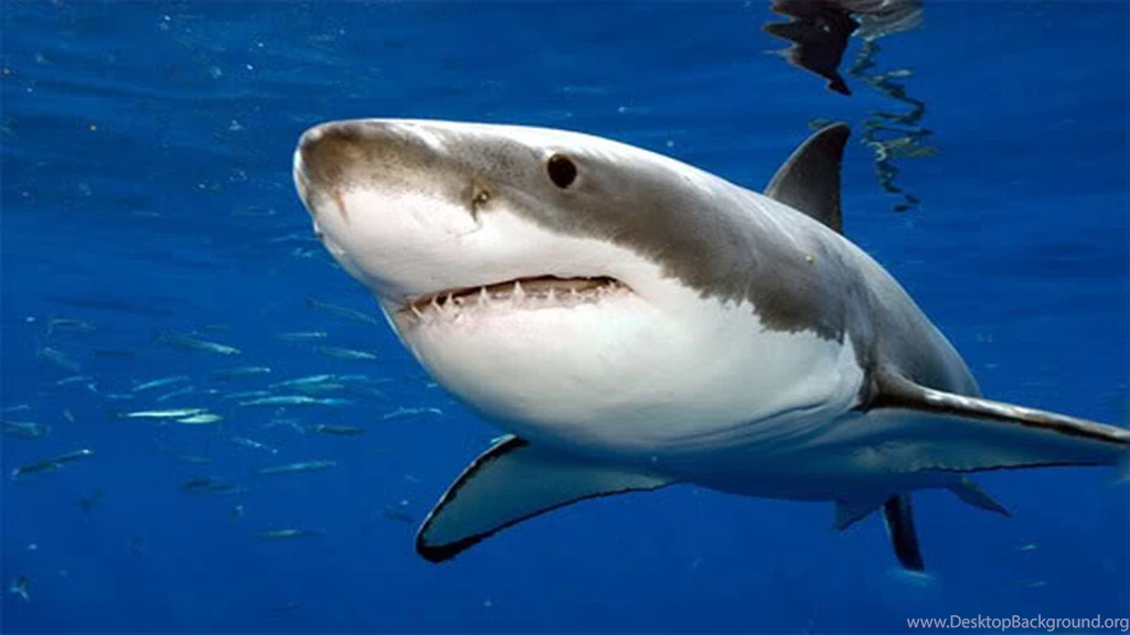 Great White Shark Wallpapers High Resolution Kemecer.com