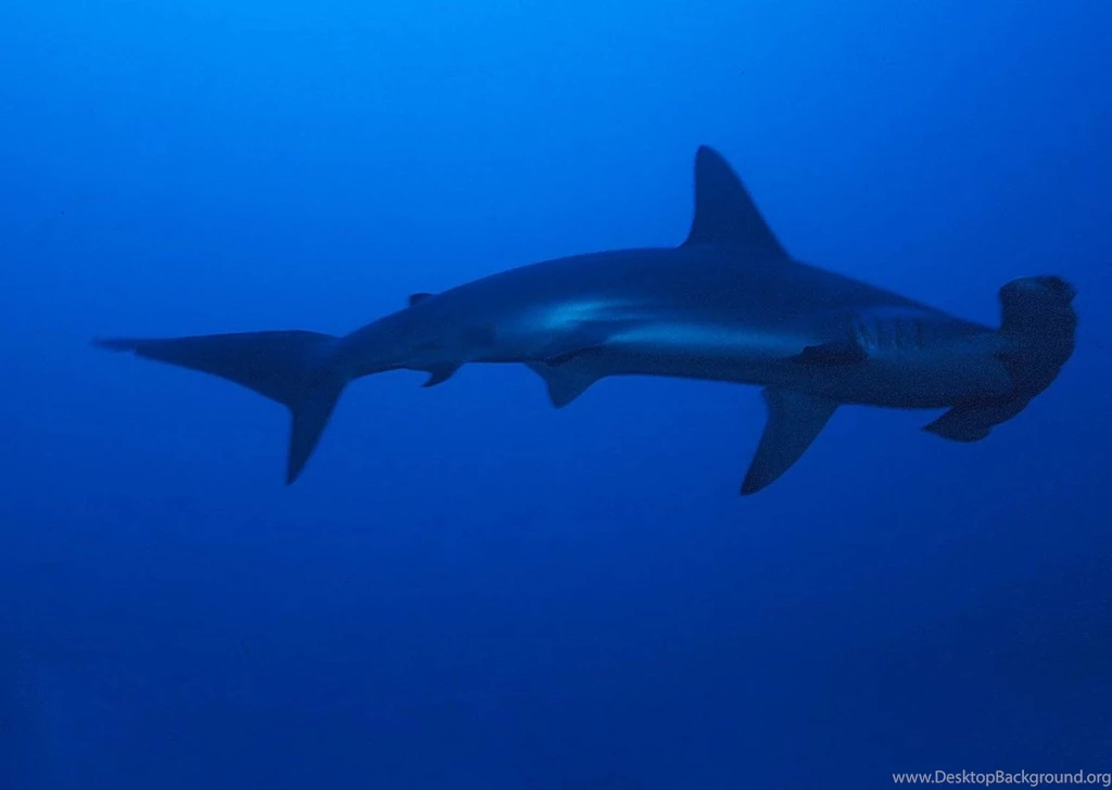 Hammerhead Shark Wallpapers Pictures On Animal Picture Society
