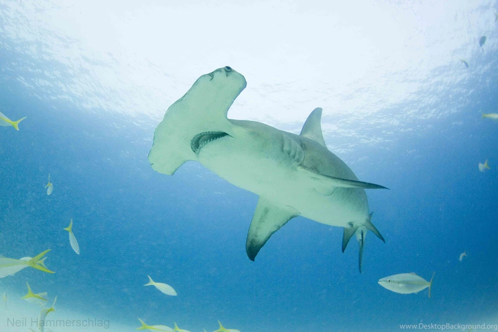 Baby Hammerhead Sharks Wallpaper.
