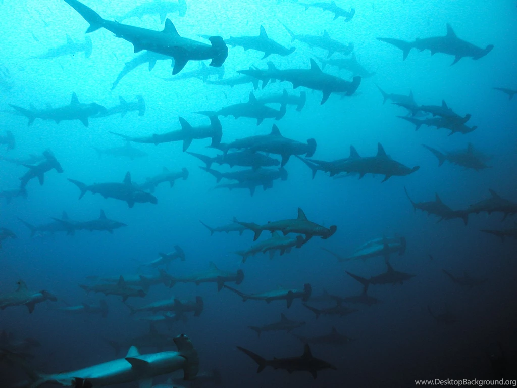Hammerhead Shark