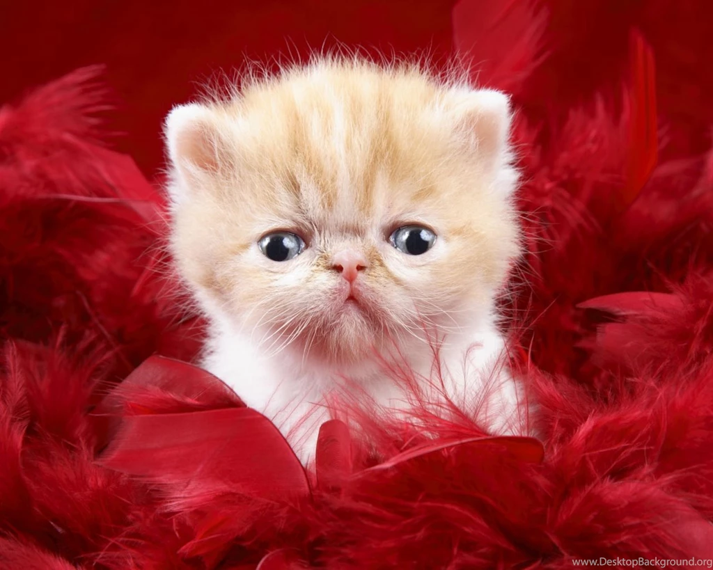 Popular Wallpapers