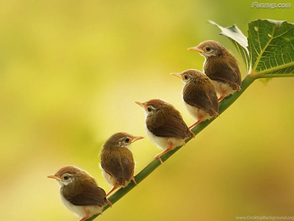 Birds Wallpapers Collection (28+)