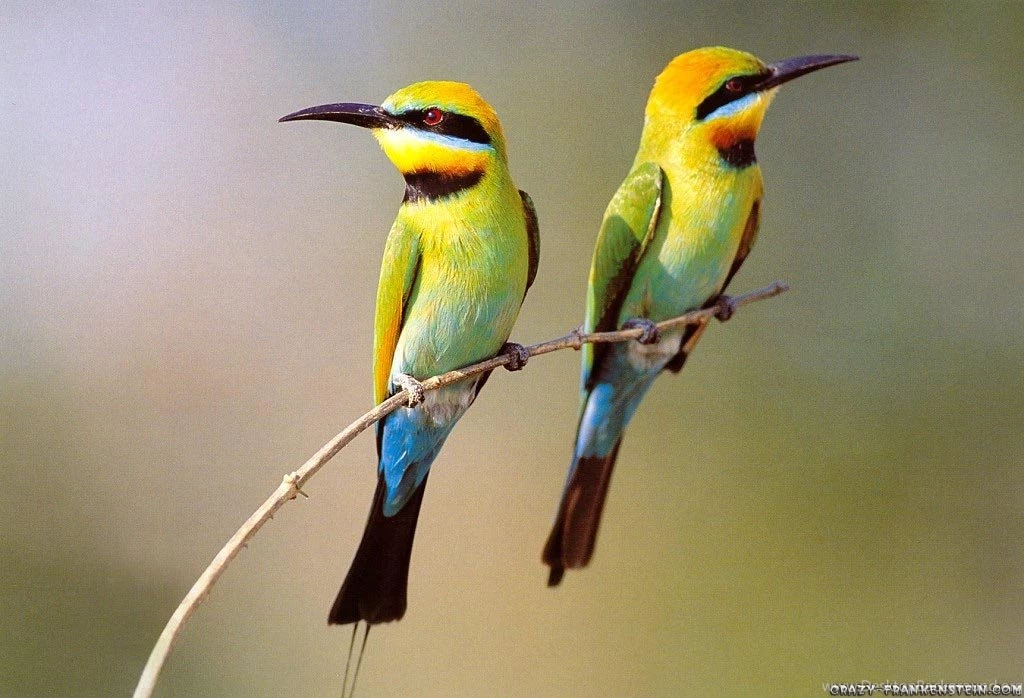 Birds Wallpaper, Bird Wallpapers For Desktop, Desktop Bird ...