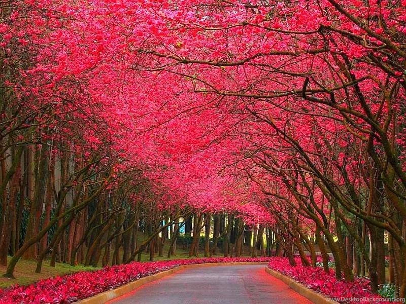Pinky Nature Beautiful Cool HD Wallpaper,nature Wallpaper,flower ...