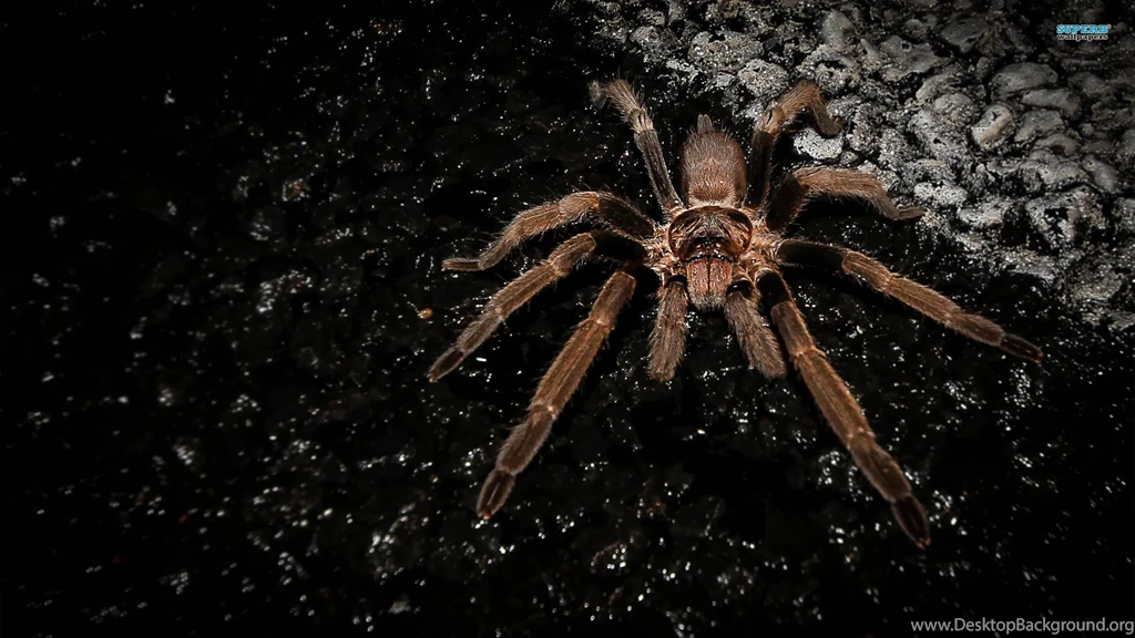 Spider Wallpapers