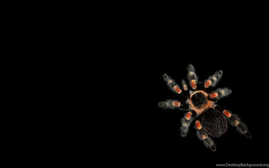 Spider Wallpapers Wallpapers Cave