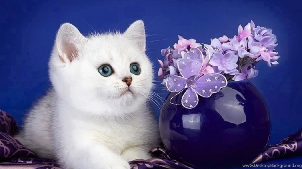 Cute White Kitten Wallpapers
