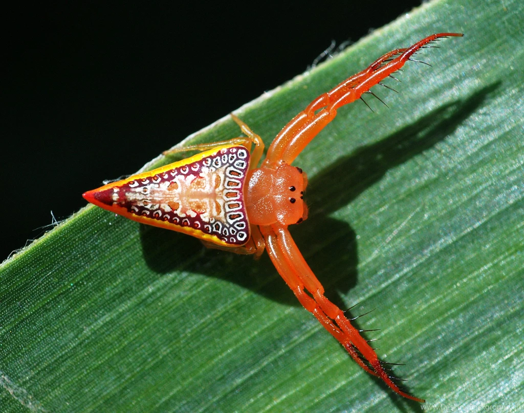 Spider Computer Wallpapers, Desktop Backgrounds