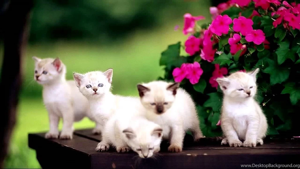 Cute Black And White Kittens Wallpapers Part 3