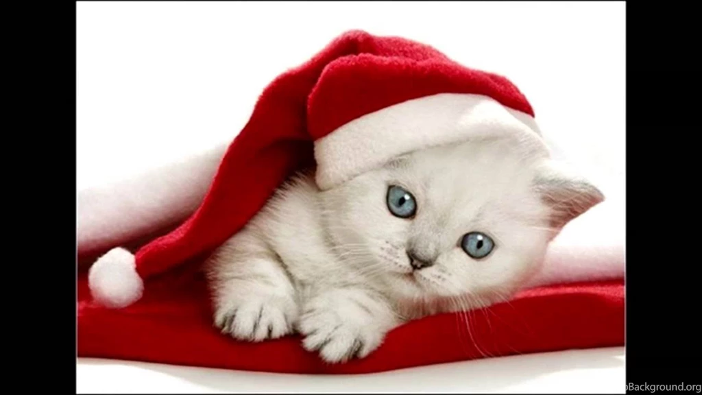 Cute White Kittens With Blue Eyes Wallpapers Part 1 Desktop Background
