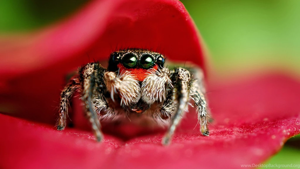 Spider Backgrounds Wallpapers 593882