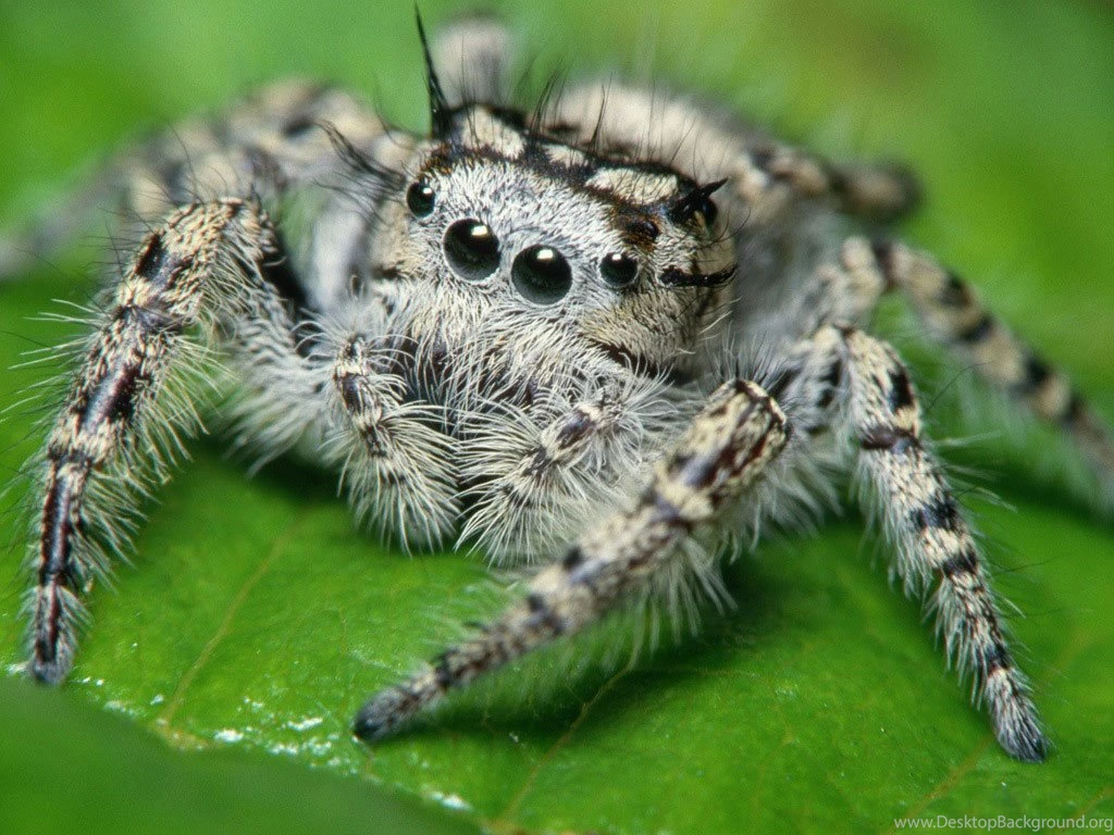 Desktop Wallpapers · Gallery · Animals · Jumping Spider
