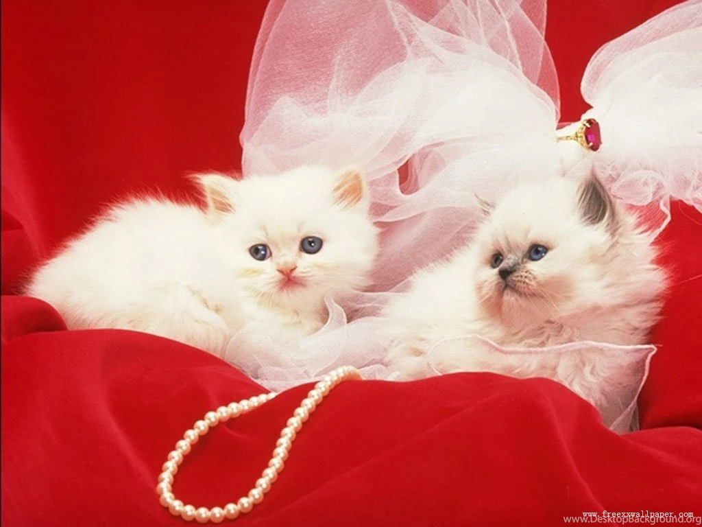These Cute Meow Can Enlight Your Heart….