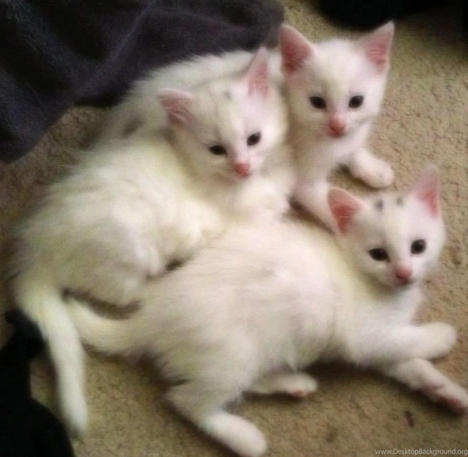 Pictures Of White Kittens Wallpapers Picture