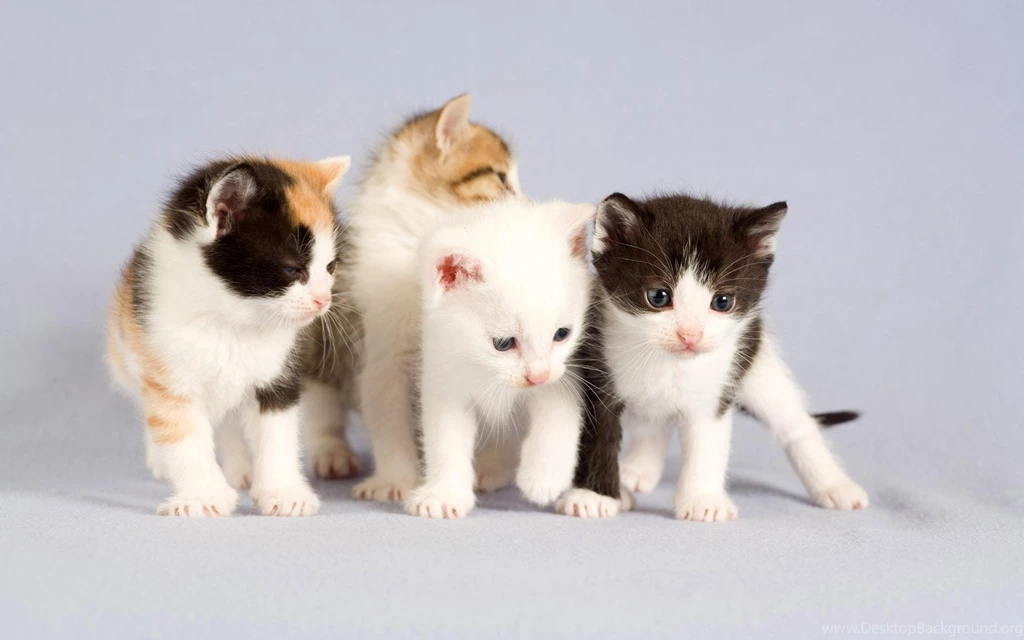 Cute White Kittens
