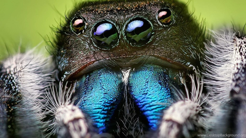Spider Wallpapers Wallpapers Cave