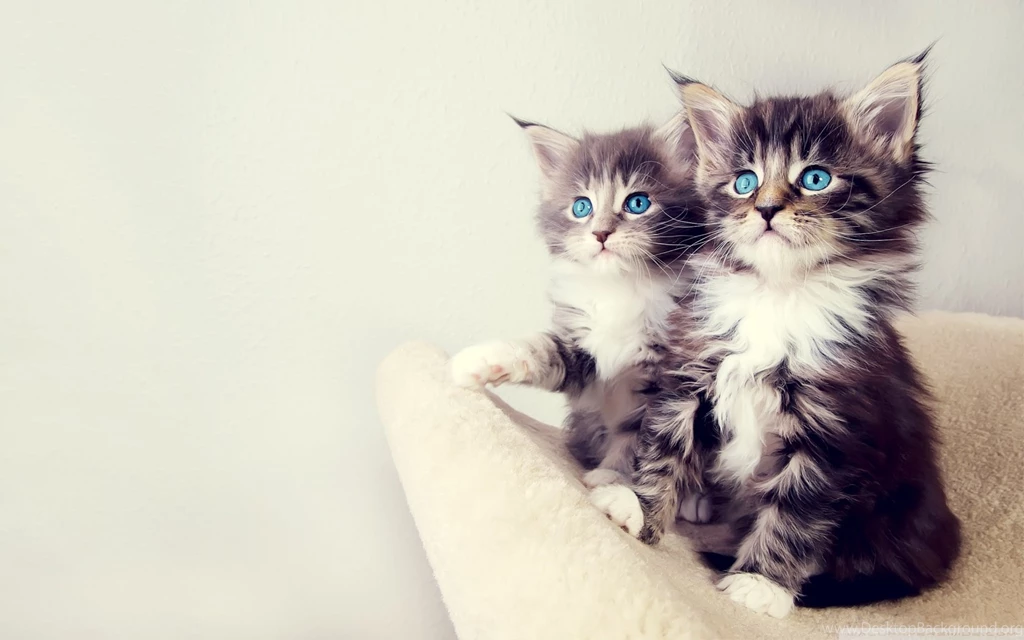 Cute Kittens HD Desktop Wallpapers : High Definition : Fullscreen ...