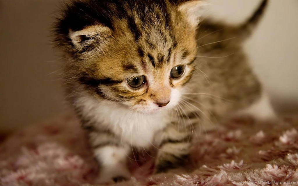 Kitten
