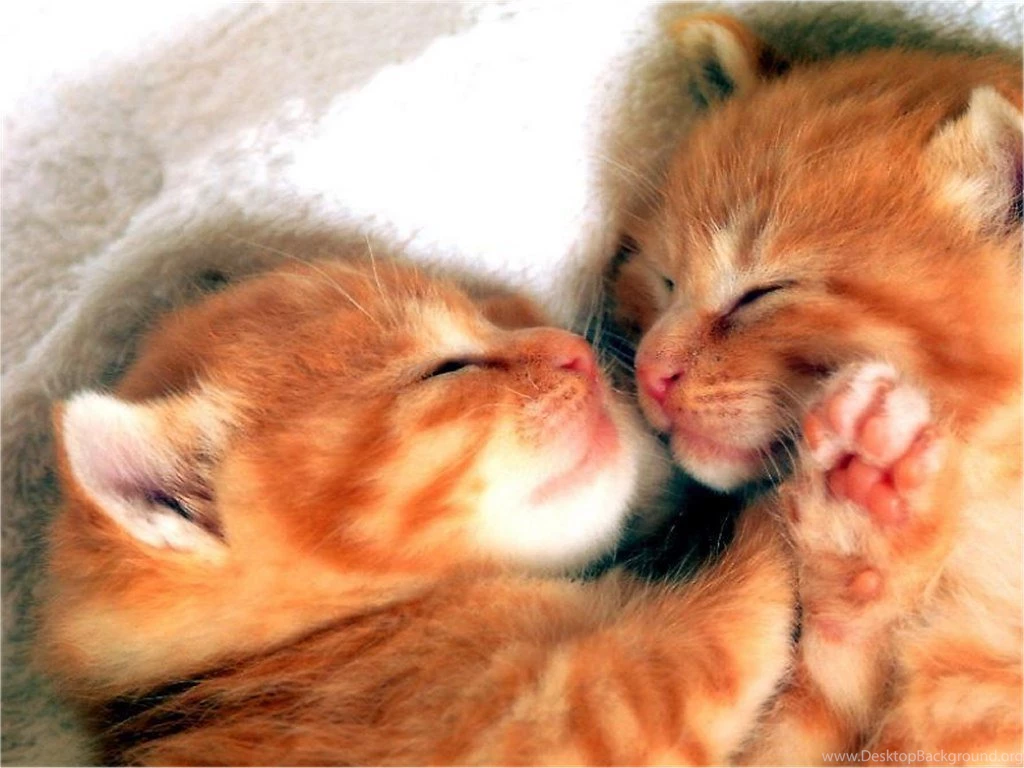 Cute Little Kitten cute kittens 16288201 1024 768