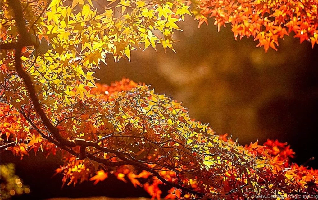 Beautiful Picture For Desktop Computer
