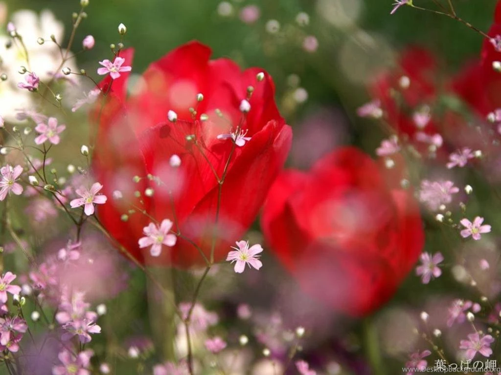 Only Red Roses High Quality Wallpapers