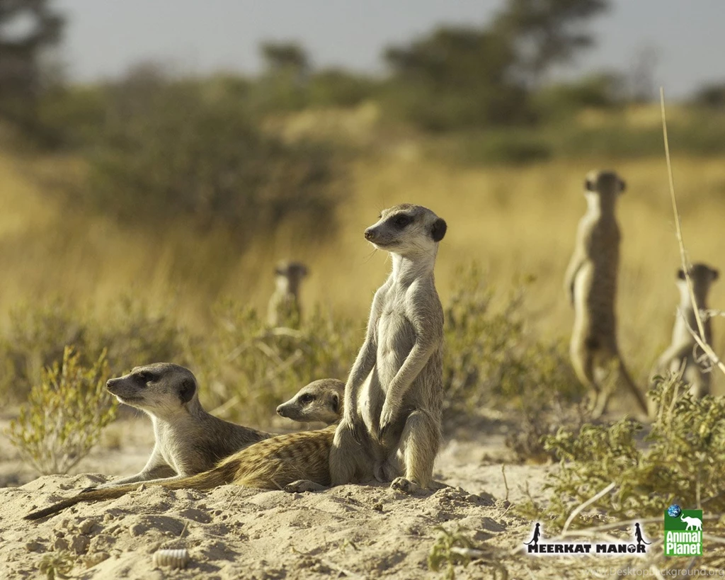 Animal Planet Meerkats Wallpapers Download Meerkats_06