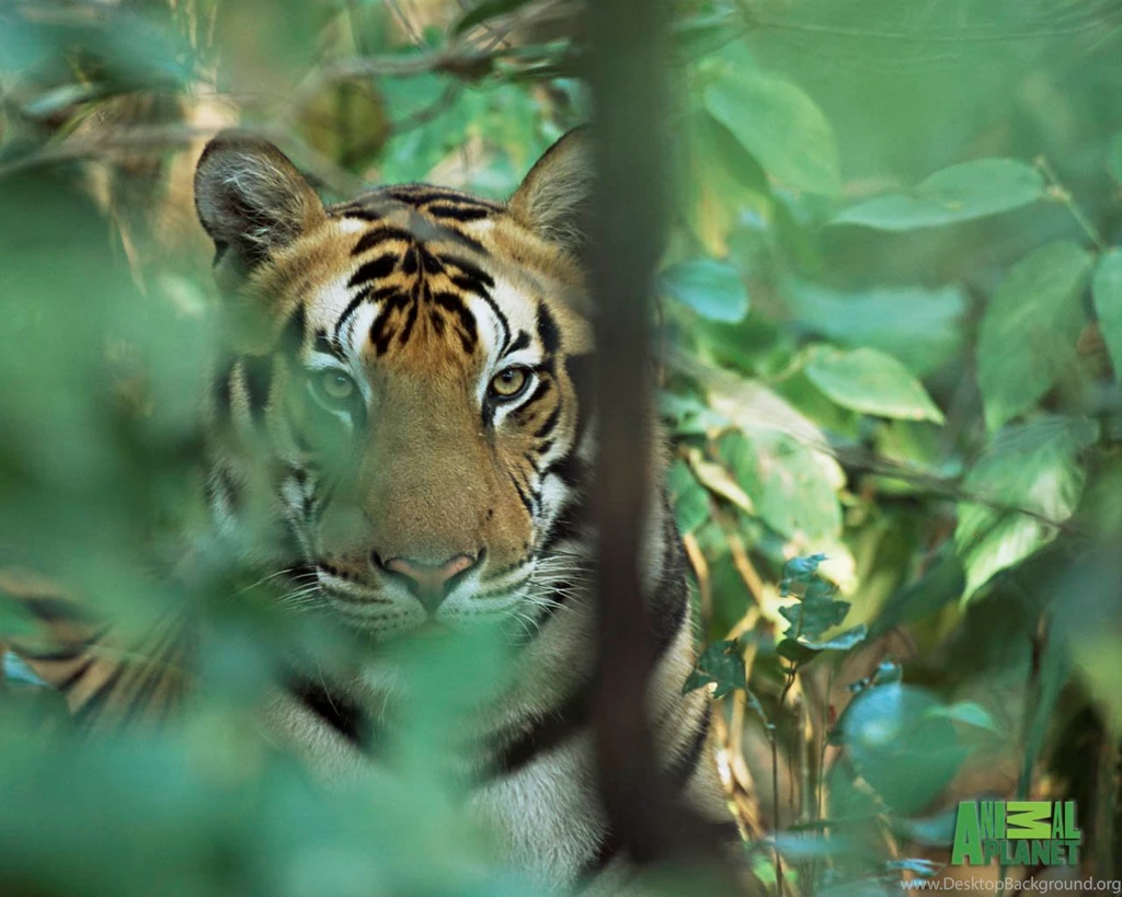 Animal Planet Wallpapers Download Tiger