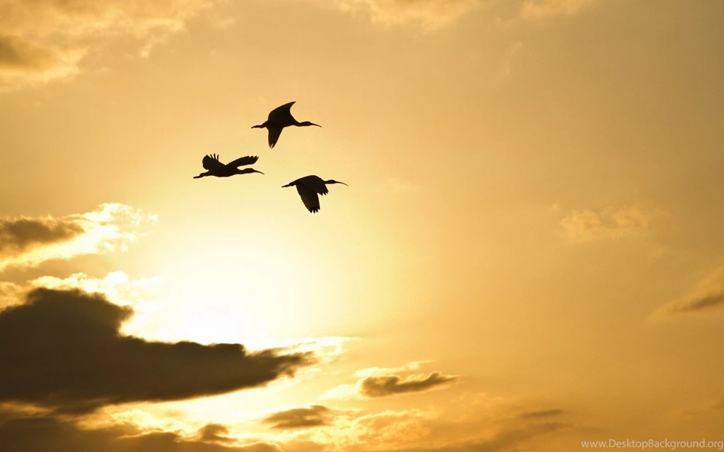 Crane, Flamingos, South Africa, Swamp, Animal Planet, Nature Wallpapers