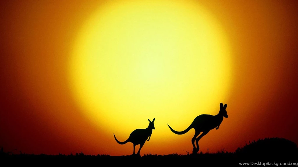 Animal Planet Kangaroo Go Home Wallpapers HD, HD Desktop Wallpapers
