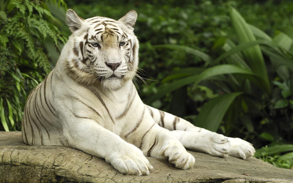 Animal, Planet, Snow, Tiger, Wallpapers (