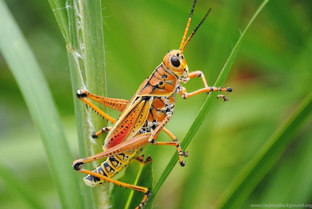Grasshopper Pictures