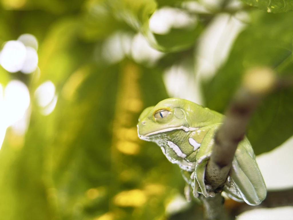 Quality Animal Wallpapers Download Quality Animal Wallpaper.